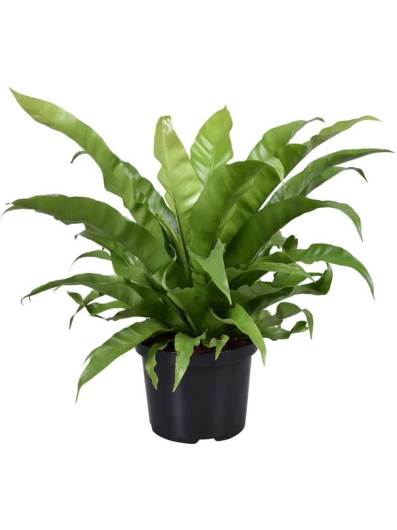 De glanzende, donkergroene bladeren groeien in een opvallende rozetvorm die lijkt op een vogelnest. Daarmee is de plant een echte blikvanger die rust en stijl toevoegt aan elke ruimte.