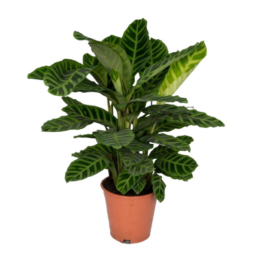 Kamerplant Calathea Zebrina
