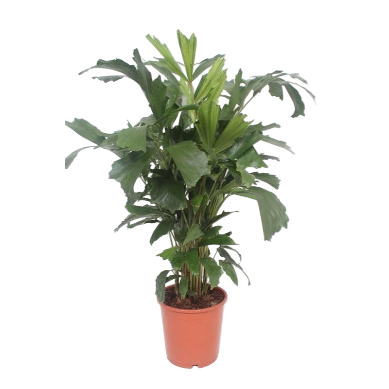 Caryota mitis palm – tropische binnenplant met decoratieve, waaiervormige bladeren.