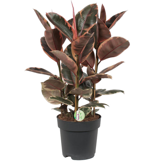 Hoogglanzende Ficus Belize – tropische kamerplant met roodbruine bladeren.