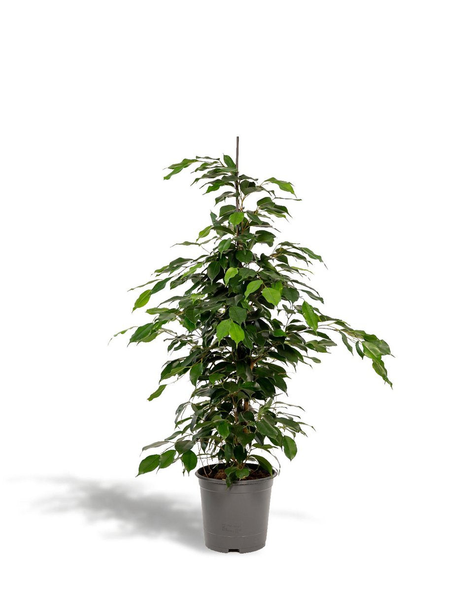 Ficus benjamina kamerplant in grijze pot – luchtzuiverende groene plant