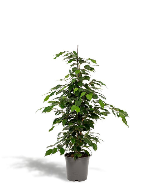 Ficus benjamina kamerplant in grijze pot – luchtzuiverende groene plant