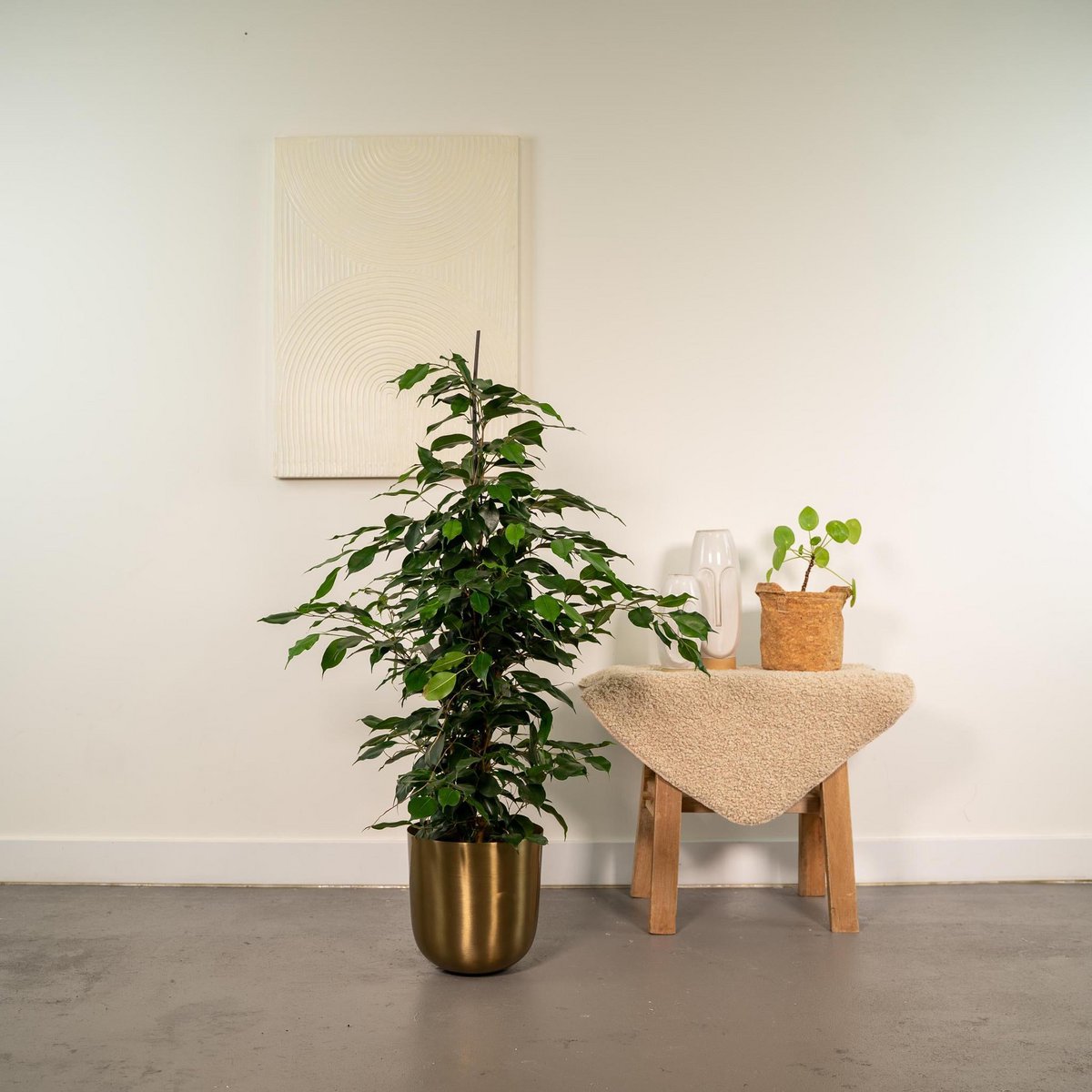 Ficus benjamina in moderne woonkamer – stijlvolle kamerplant in gouden pot naast houten krukje.