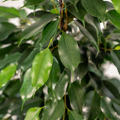 Glanzende groene bladeren van de Ficus benjamina – detail van gezonde binnenplant.