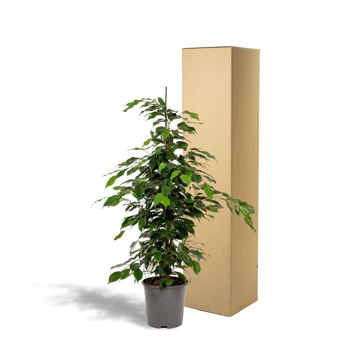 Ficus benjamina kamerplant in stevige verzenddoos – veilig verpakt voor bezorging.