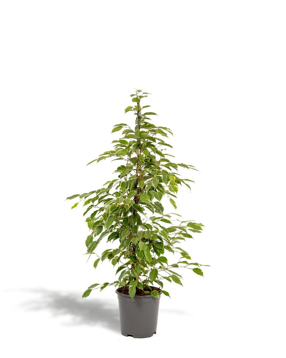 Ficus benjamina kamerplant in grijze pot – groene binnenplant met glanzende bladeren.
