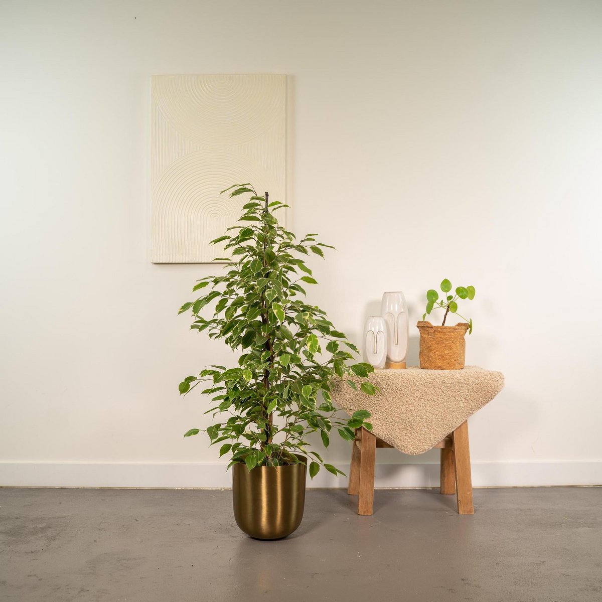 Ficus benjamina in moderne woonkamer – luchtzuiverende plant in stijlvolle pot.

