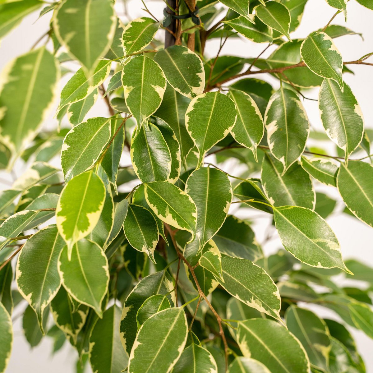 Close-up van Ficus-bladeren met witte rand – frisgroene plant voor binnen.
