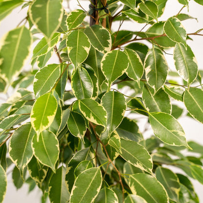 Close-up van Ficus-bladeren met witte rand – frisgroene plant voor binnen.
