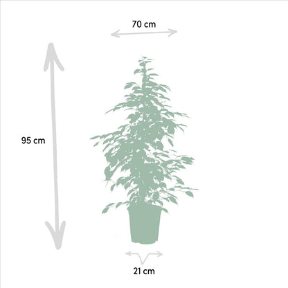 Kamerplant Ficus benjamina met afmetingen – compacte groene blikvanger.

