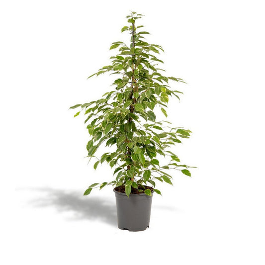Kamerplant Ficus benjamina Goldenking