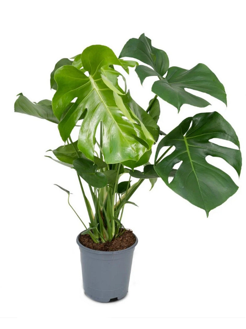 Monstera Deliciosa kamerplant in grijze pot – populaire gatenplant met grote glanzende bladeren.