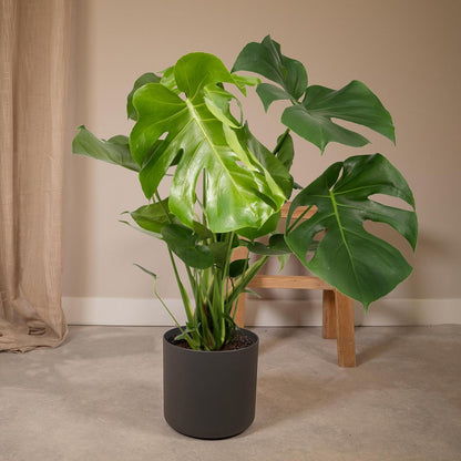 Monstera Deliciosa in woonkamer – stijlvolle groene plant in moderne zwarte bloempot.