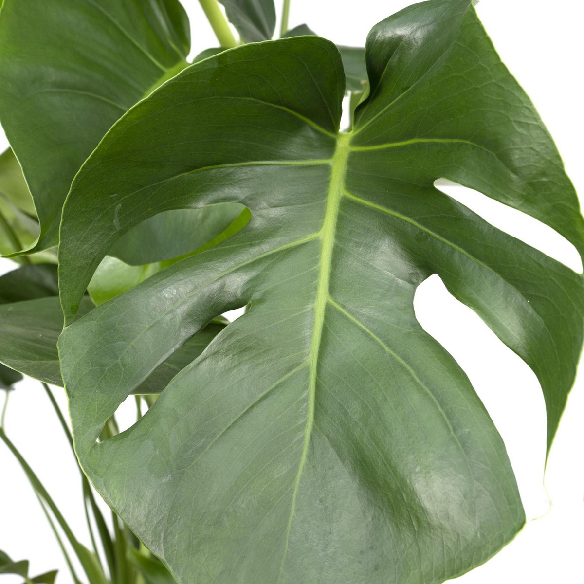 Detail van Monstera-blad met natuurlijke inkepingen – frisgroene tropische plant.