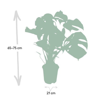 Monstera Deliciosa van 65–75 cm hoog – compacte gatenplant in pot van 21 cm.