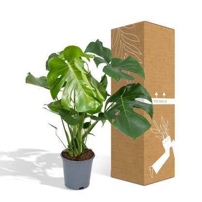 Monstera Deliciosa kamerplant veilig verpakt in stevige verzenddoos.