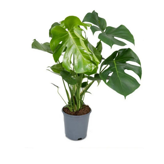 Kamerplant Monstera Deliciosa
