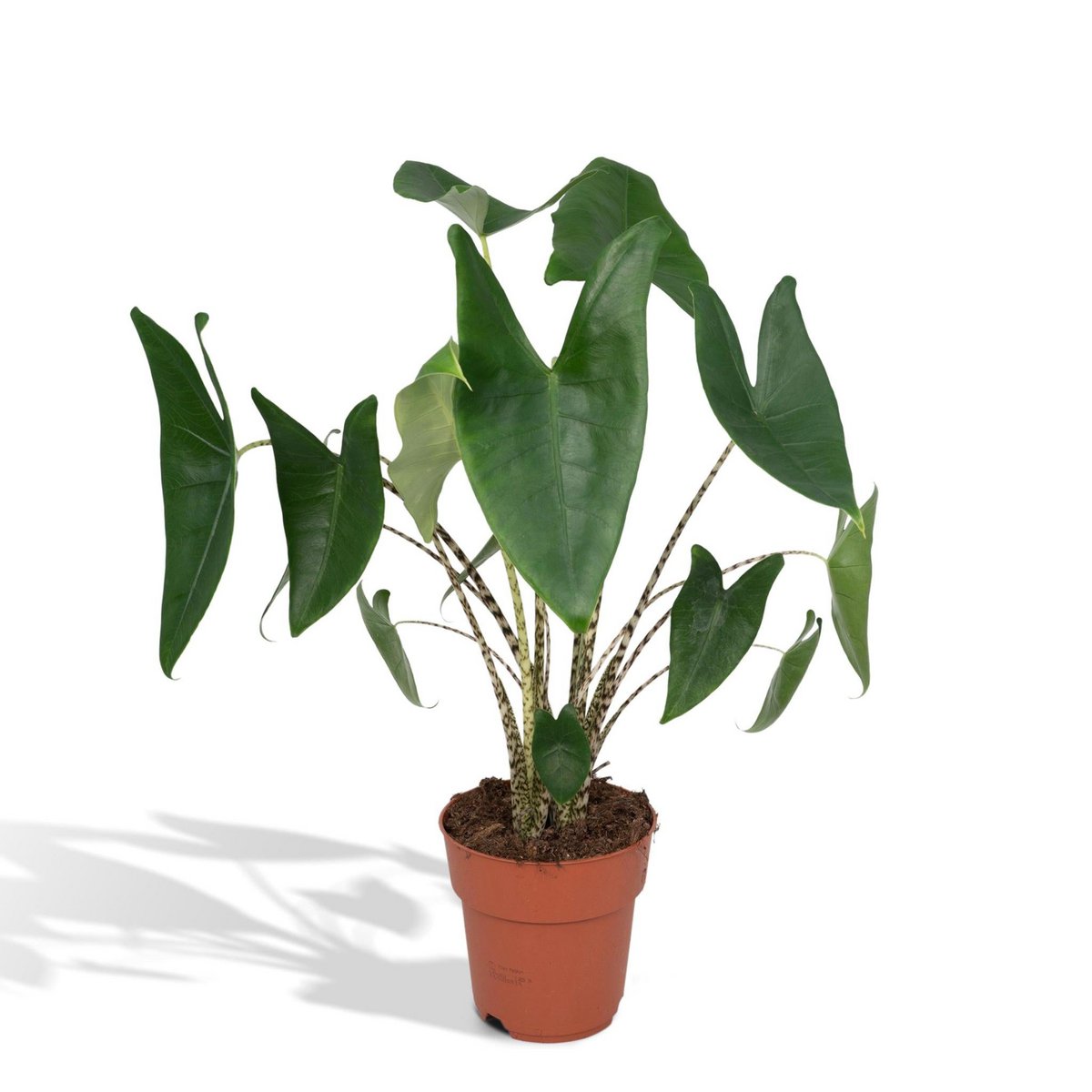 Kamerplant grote bladeren Alocasia Zebrina 75 cm