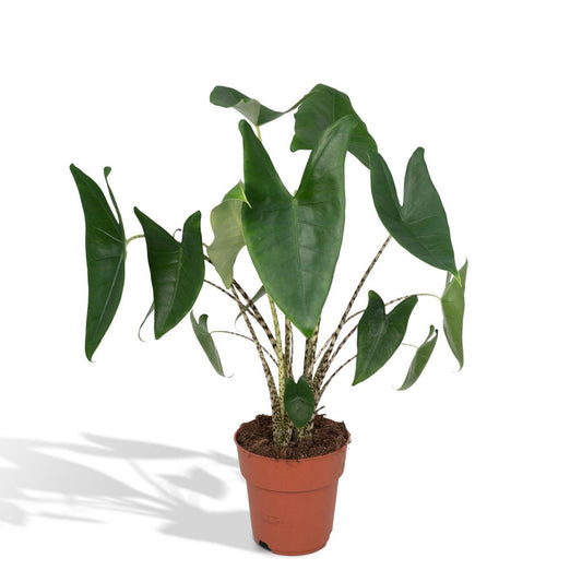 Kamerplant grote bladeren Alocasia Zebrina 75 cm