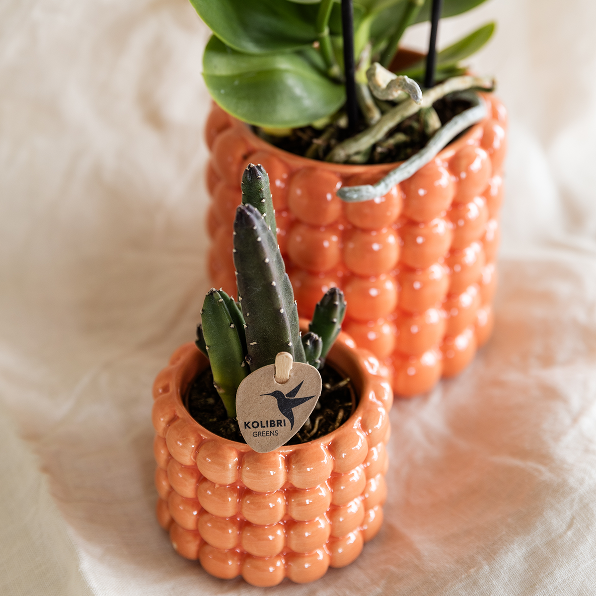 Kleine kamerplanten met Poppy potten, 1 kleine en 1 grote bij elkaar