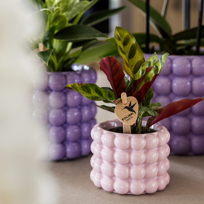 Kleine kamerplanten met Poppy potten, 1 kleine en 2 grote paarse potten bij elkaar