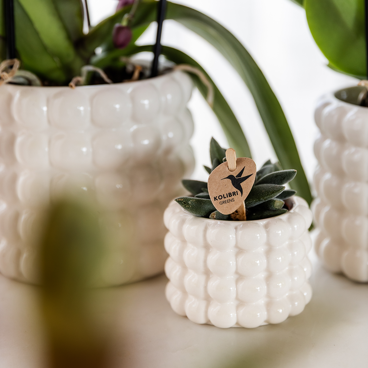 Kleine kamerplanten met Poppy potten, 1 kleine en 2 grote witte potten bij elkaar