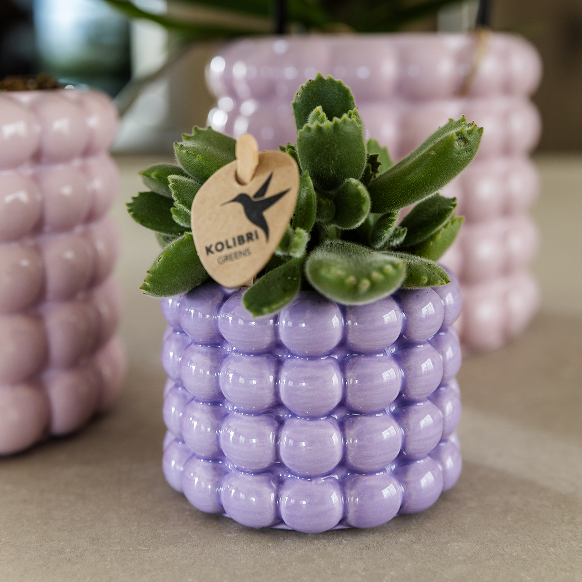 Kleine kamerplanten met Poppy potten, 1 kleine en 2 paarse en roze potten bij elkaar