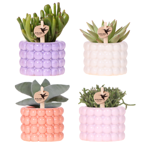 Kleine kamerplanten met Poppy potten set van 4