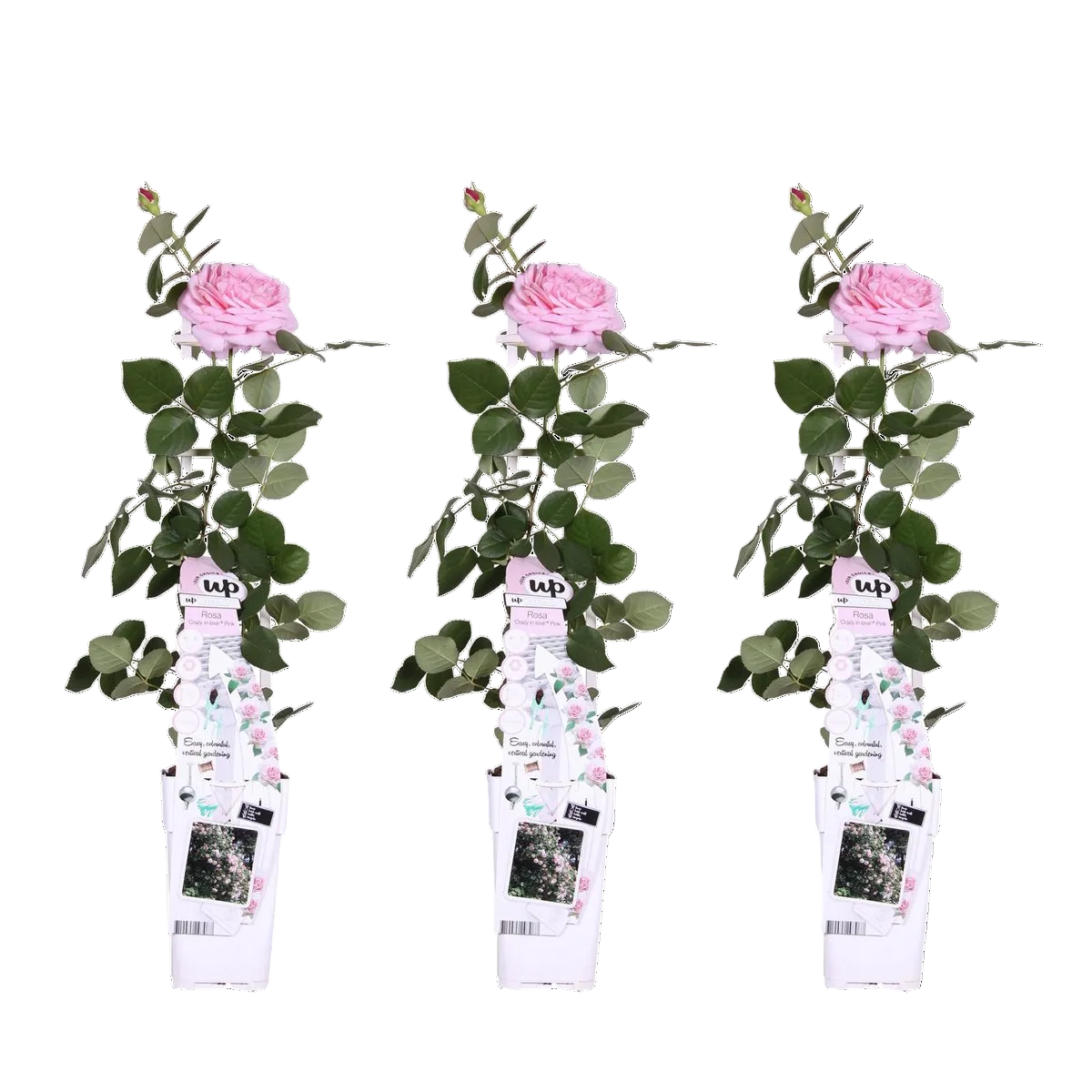3 roze rosa crazy in love klimplant met roze bloemen naast elkaar