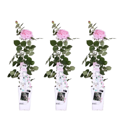 3 roze rosa crazy in love klimplant met roze bloemen naast elkaar