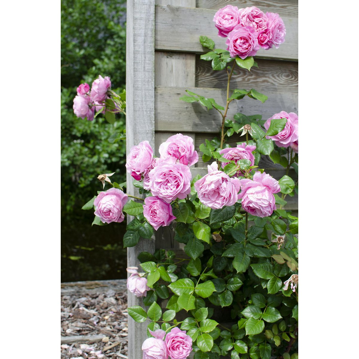 Klimplant met roze bloemen Rosa Crazy in love tegen een houten schutting