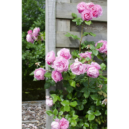 Klimplant met roze bloemen Rosa Crazy in love tegen een houten schutting