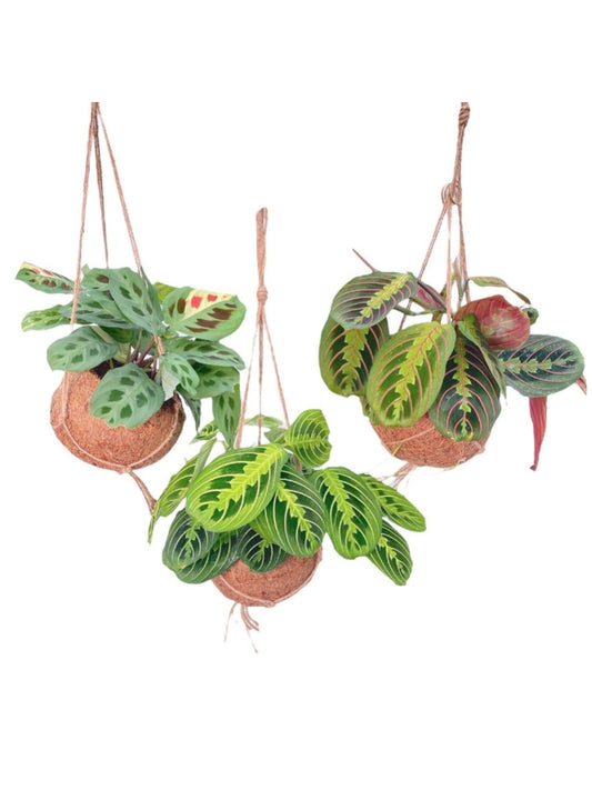 Drie Maranta hangplanten in natuurlijke Kokodama kokosvezel potten, geleverd als mix-set van 3 stuks.