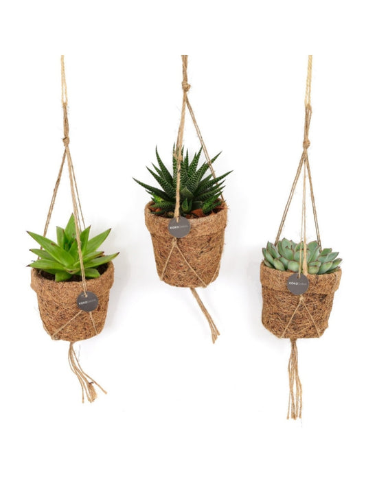 Set van drie hangplanten in kokos-potjes met touw – duurzame plantenhanger met vetplant en aloë.