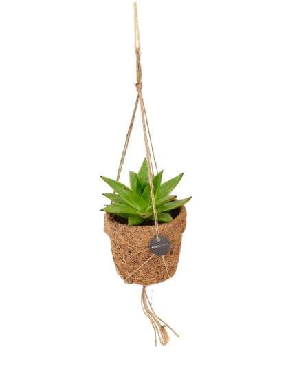 Hangplant in kokos-pot met groene aloë – handgemaakte eco bloempot aan touw.
