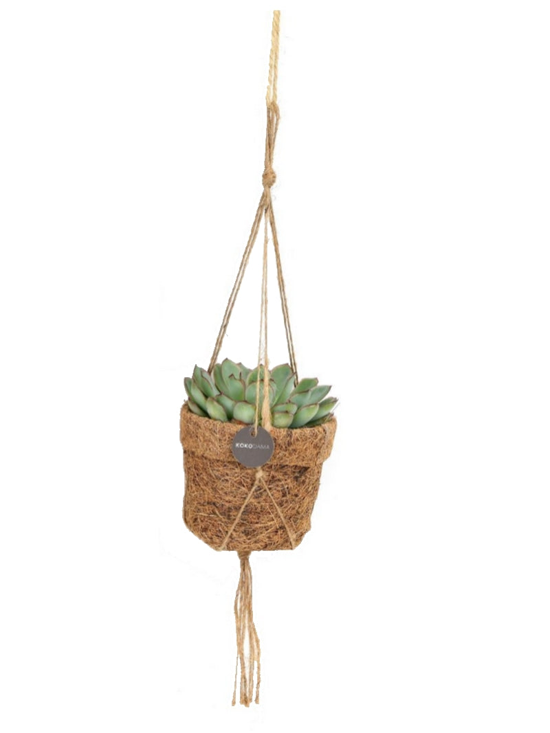 Kleine hangende vetplant in kokosvezel pot – natuurlijke plantenhanger voor binnen.
