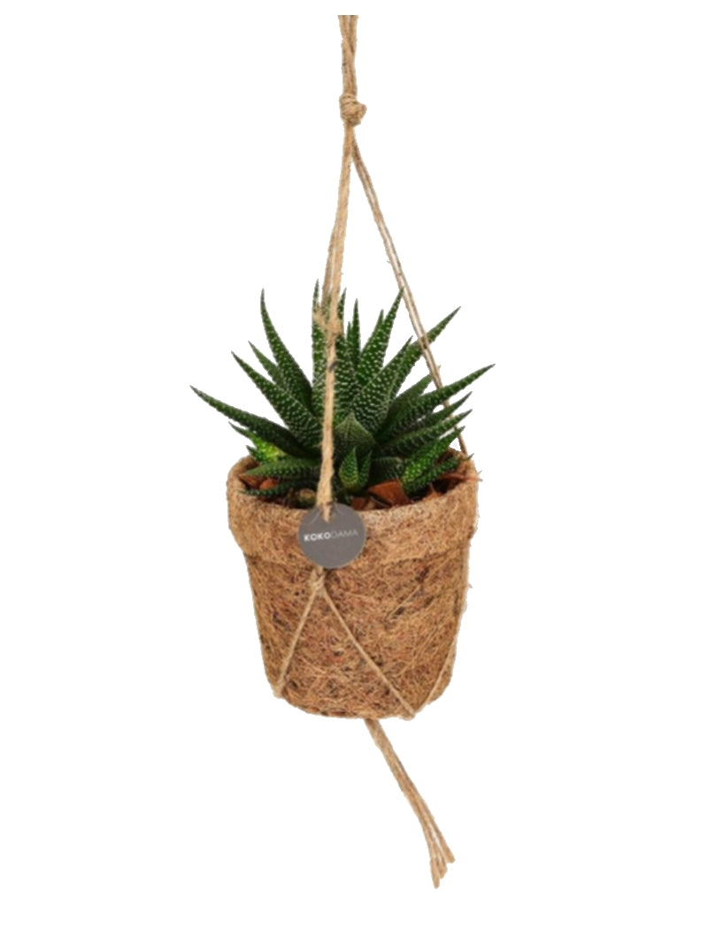 Groene cactusplant in kokos hangpot – milieuvriendelijke wanddecoratie met juten touw.