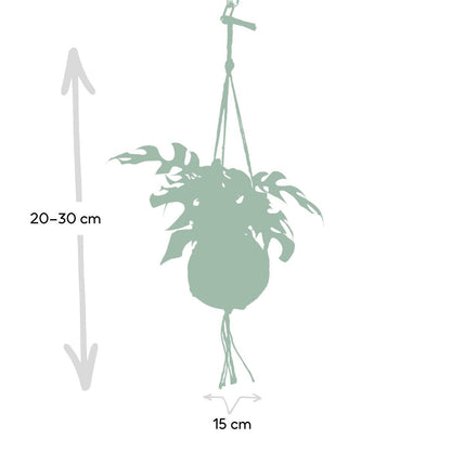 Monstera Minima kokodama hangplant, afmetingen van de plant met hanger