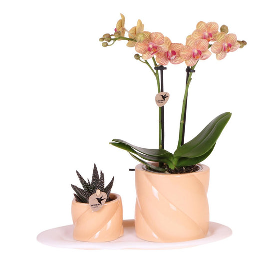 Oranje orchidee en groene plant op dienblad 35–45 cm Optimism Peach, twee plantjes in zalmroze potjes