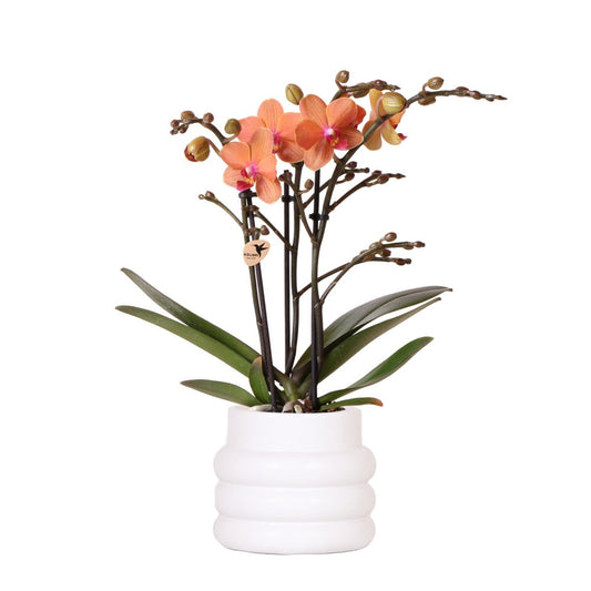 Oranje orchidee in witte pot 25–35 cm