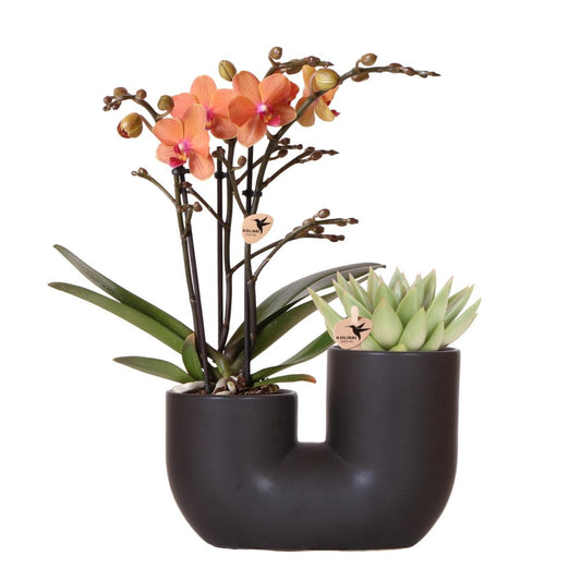 Oranje orchidee set Bolzano met succulent in zwarte duopot