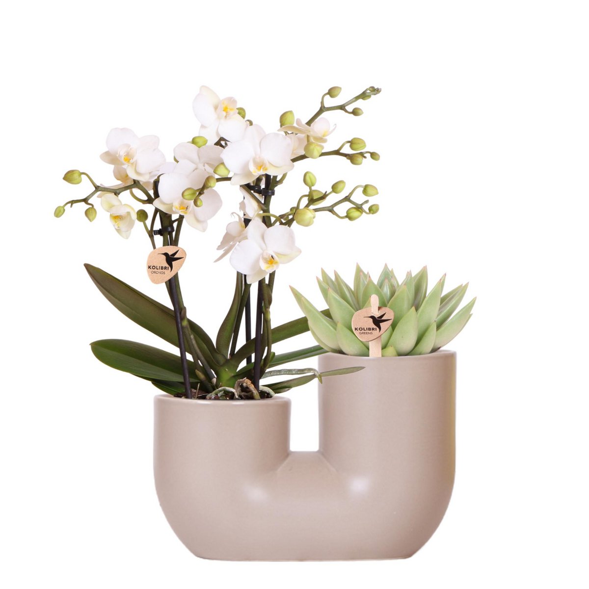 Orchidee set wit Zürich met succulent in beige duopot