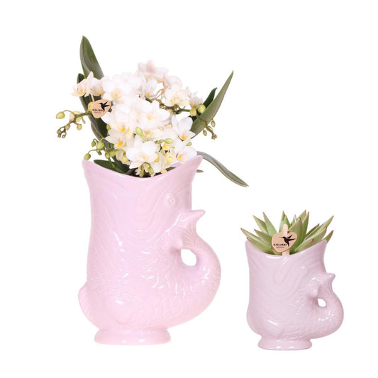 Orchidee set wit met succulent in roze Fish potten