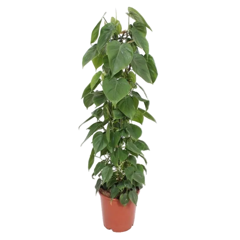 Philodendron Scandens grote groene kamerplant