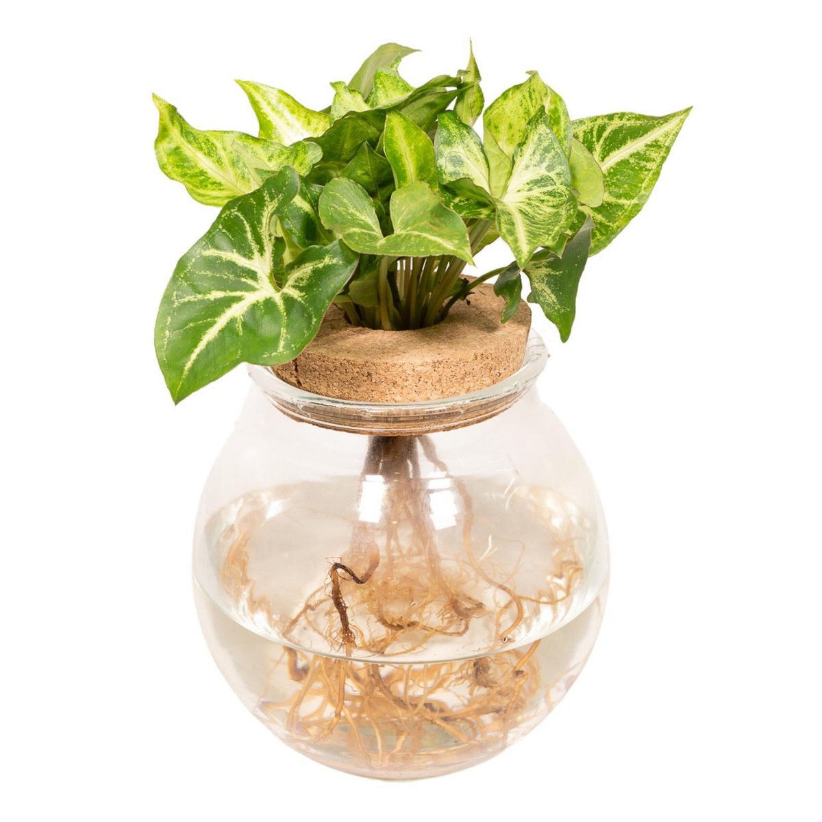 Pijlpuntplant Syngonium Green in bolglas met kurk
