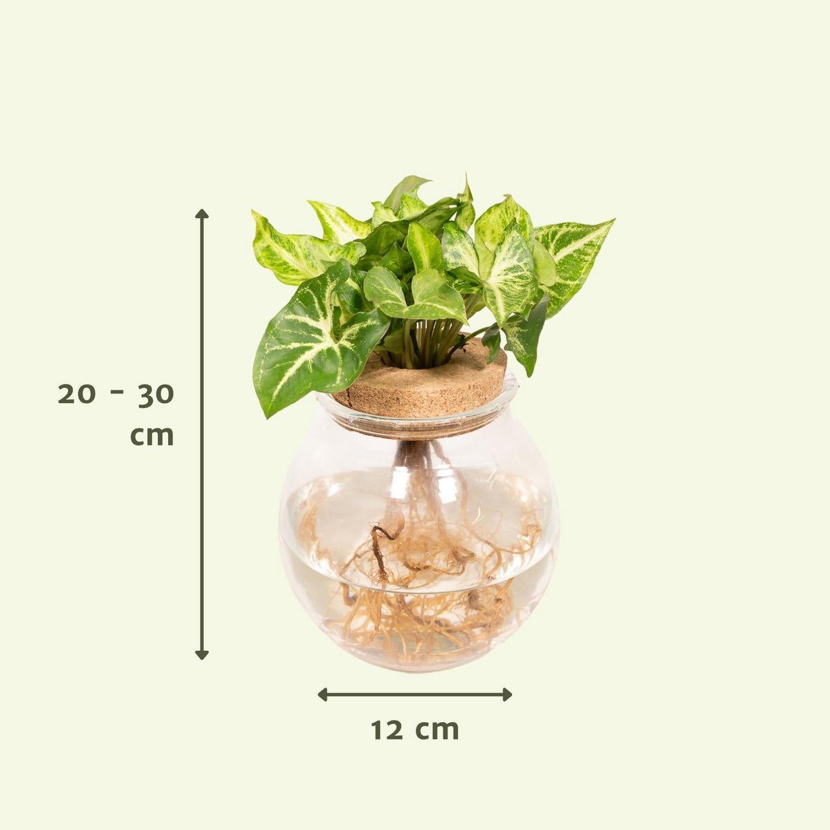 Pijlpuntplant Syngonium Green in bolglas met kurk, de afmetingen ernaast en eronder