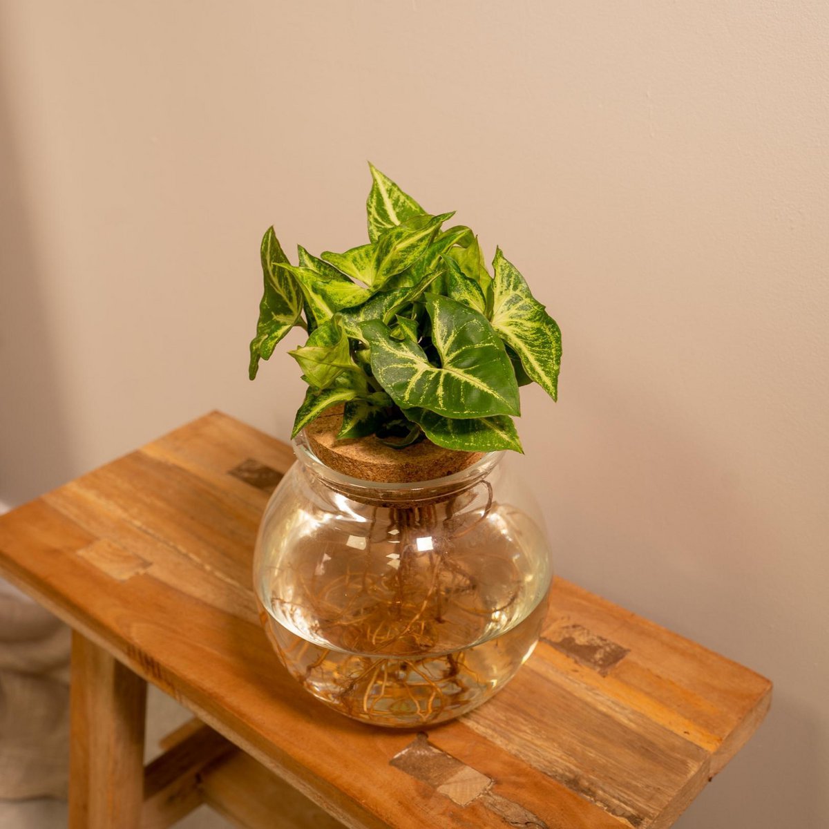 Pijlpuntplant Syngonium Green in bolglas met kurk op houten kruk