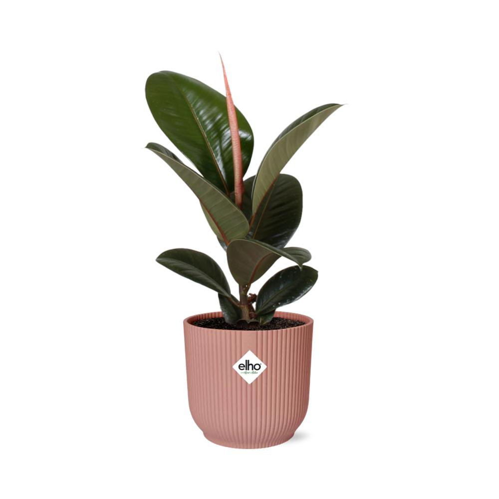 Plant met roze pot Ficus Elastica Robusta