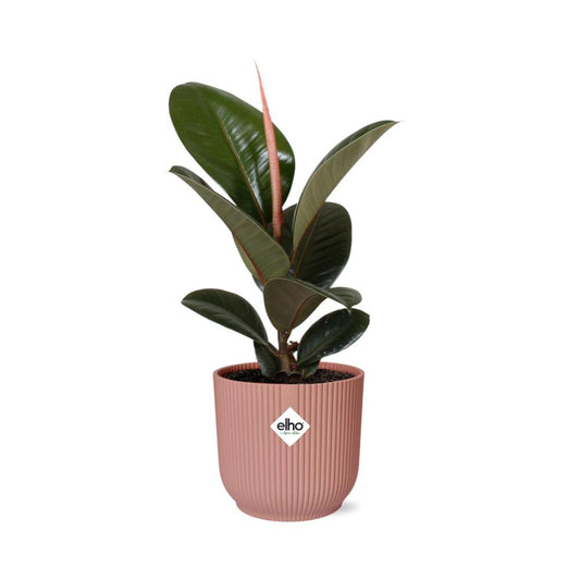 Plant met roze pot Ficus Elastica Robusta