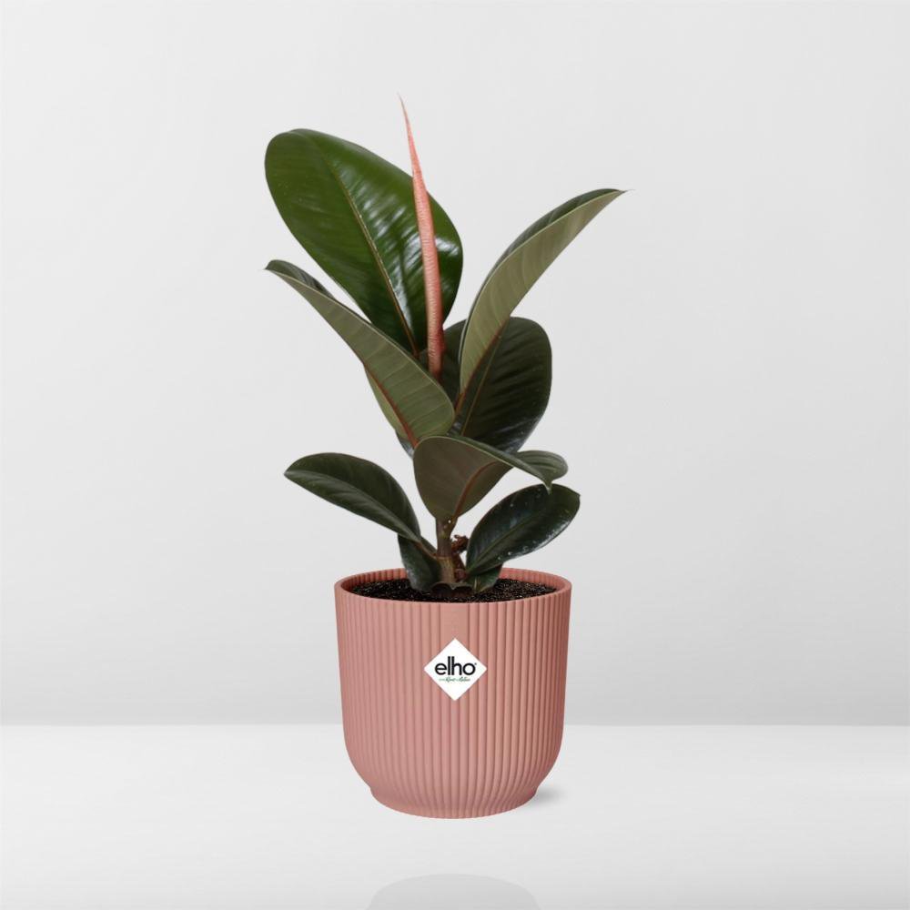 Plant met roze pot Ficus Elastica Robusta voor grijze achtergrond
